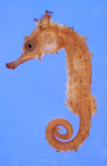 Media type: image; Ichthyology 29127